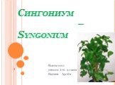 Сингониум – Syngonium. Выполнил ученик 4-го класса Наумов Артём