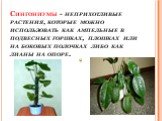 Сингониумы - неприхотливые растения, которые можно использовать как ампельные в подвесных горшках, плошках или на боковых полочках либо как лианы на опоре.