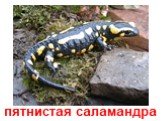 пятнистая саламандра