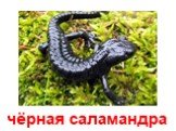 чёрная саламандра