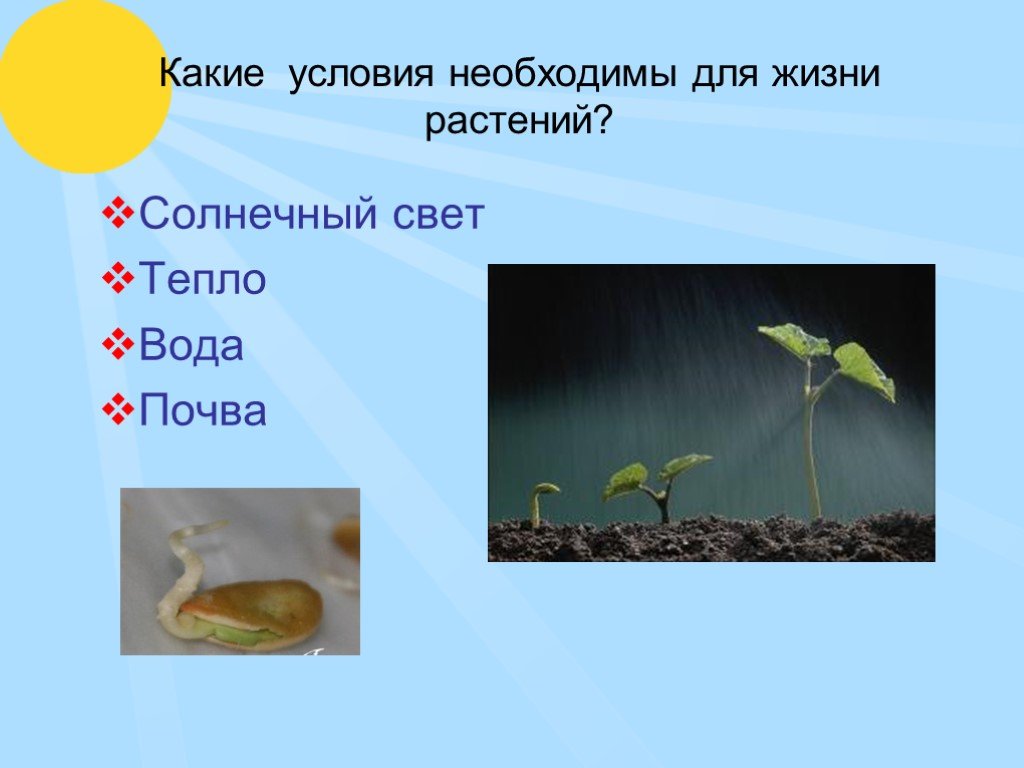 Какие условия необходимы для развития растений