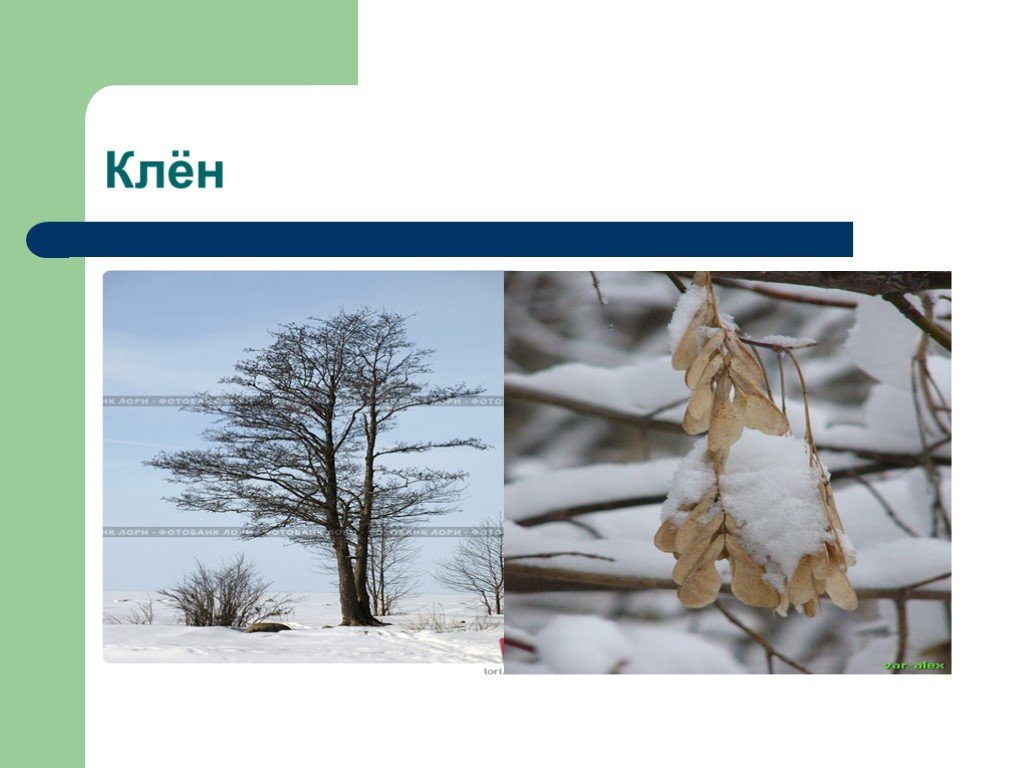 Зима изменения в жизни растений биология