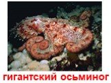 гигантский осьминог