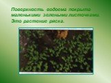 Поверхность водоема покрыта маленькими зелеными листочками. Это растение ряска.