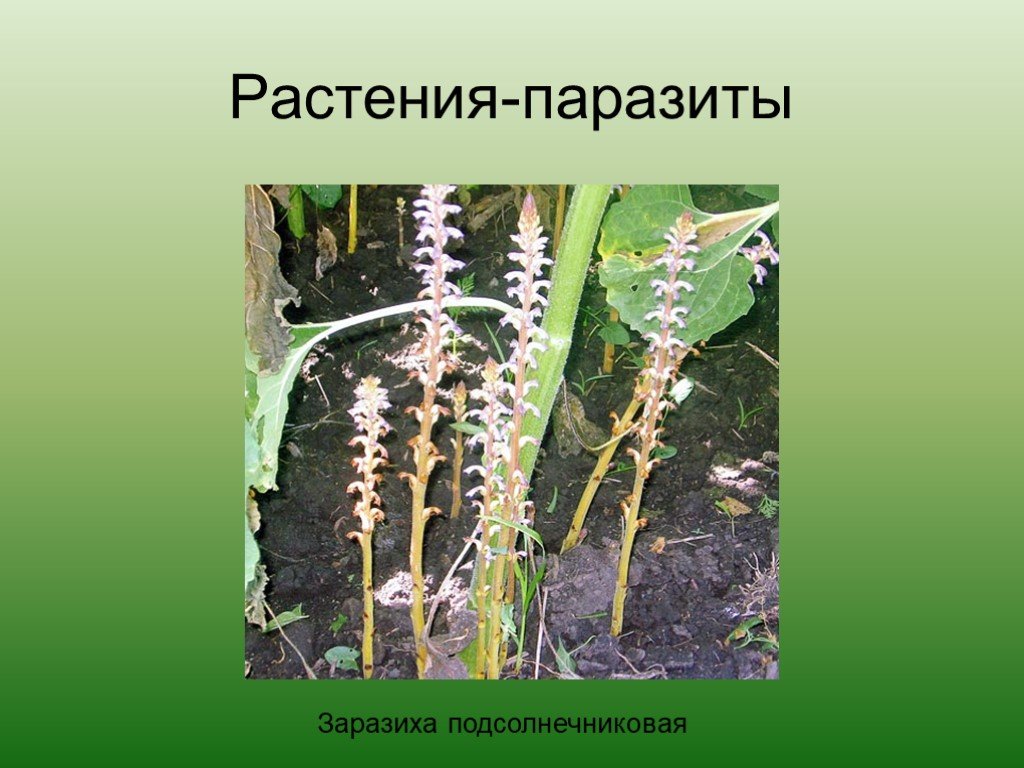 Распределите предложенные растения по группам растения паразиты. Повилика и заразиха. Повилика и заразиха растения паразиты. Повилика заразиха раффлезия. Растение-паразит паразитизм.