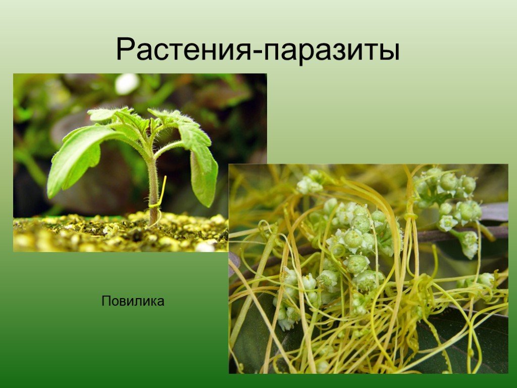 Распределите предложенные растения по группам растения паразиты. Повилика заразиха раффлезия. Повилика заразиха омела. Повилика автотроф. Гаустории повилики.