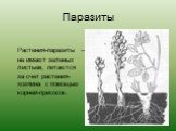 Паразиты. Растения-паразиты – не имеют зеленых листьев, питаются за счет растения-хозяина с помощью корней-присосок.