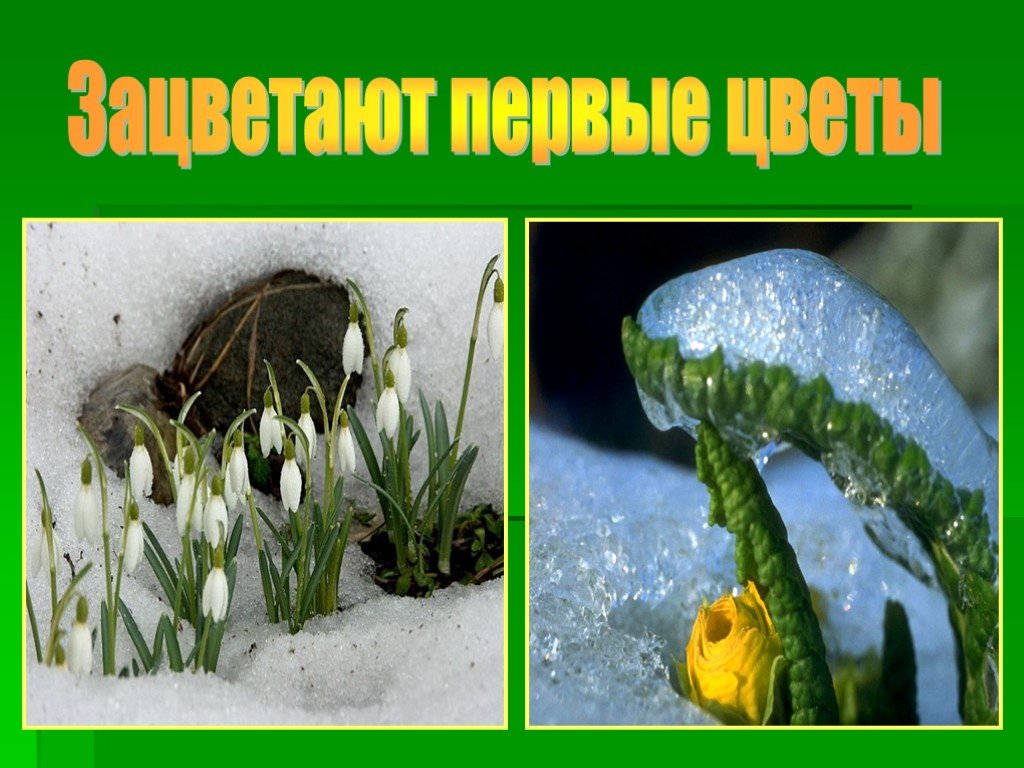 Изменения с приходом весны. Явления весны. Изменения в живой природе весной. Весенние изменения в живой природе картинка.