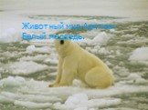 Животный мир Арктики Белый медведь.