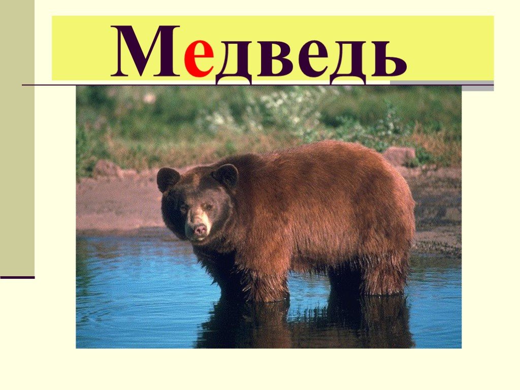 Окончание слова медведь. Бурый медведь Алтайского края. Атласский бурый медведь.