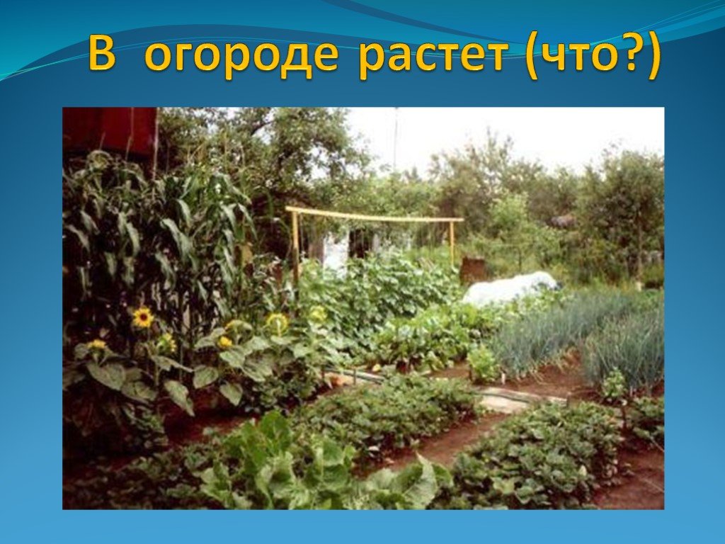 Вырос на грядке. Что растет в огороде?. У Кате в огороде растёт. Русский язык покажите растёт в огороде. Все что в огороде растет покажи.