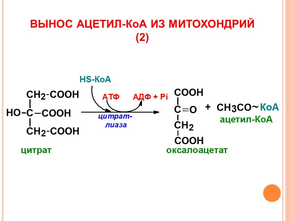 Образование ацетил кофермента а образование атф. Ацетил коэнзима а в цикле Кребса. Что образуется из ацетил коэнзима. Ацетил кофермент а формула. Синтез коэнзима КОА.