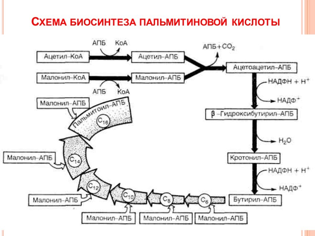 Ацетил коа в митохондриях. Синтез пальмитиновой кислоты из малонил КОА. Схема образования пальмитиновой кислоты. Биосинтез пальмитиновой кислоты. Ацетил КОА В ацетил АПБ.