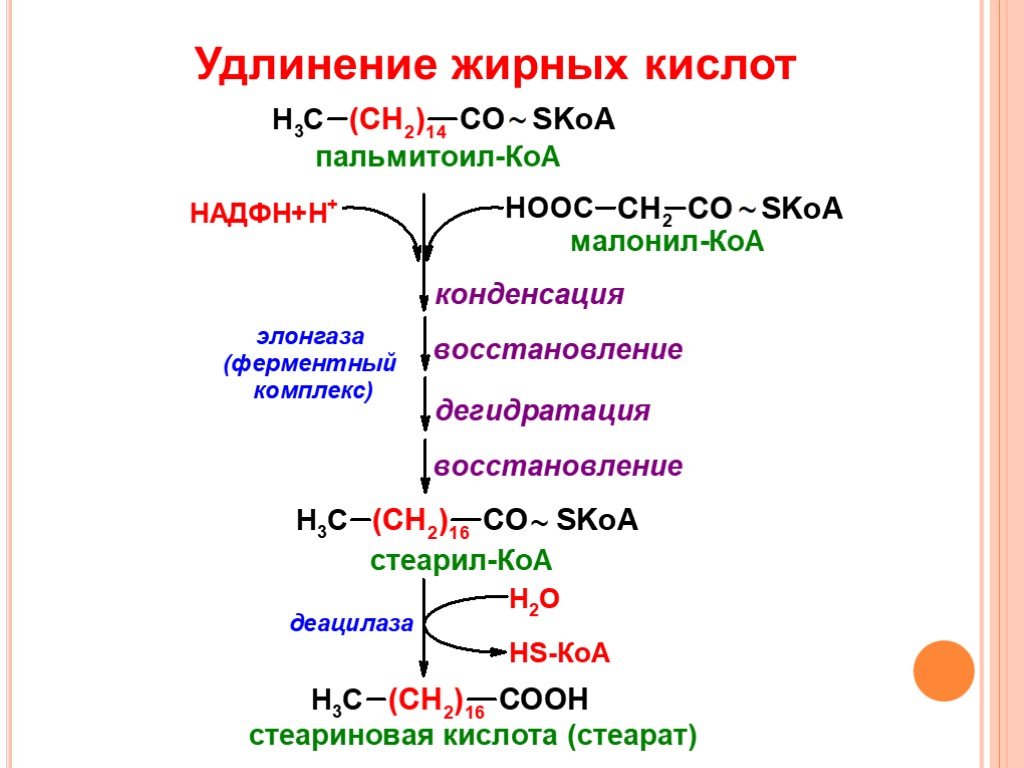 Кофермент атф. Суммарное уравнение биосинтеза жирных кислот. Синтез жирных кислот стеариновая кислота. Малонил Синтез жирных кислот. Биосинтез жирных кислот биохимия АПБ это.