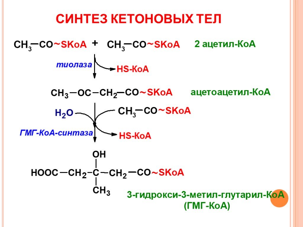 Теле синтез. Синтез холестерола из ацетил КОА. Биосинтез холестерина из ацетил КОА. Схема синтеза кетоновых тел. Образование кетоновых тел из ацетил-КОА.