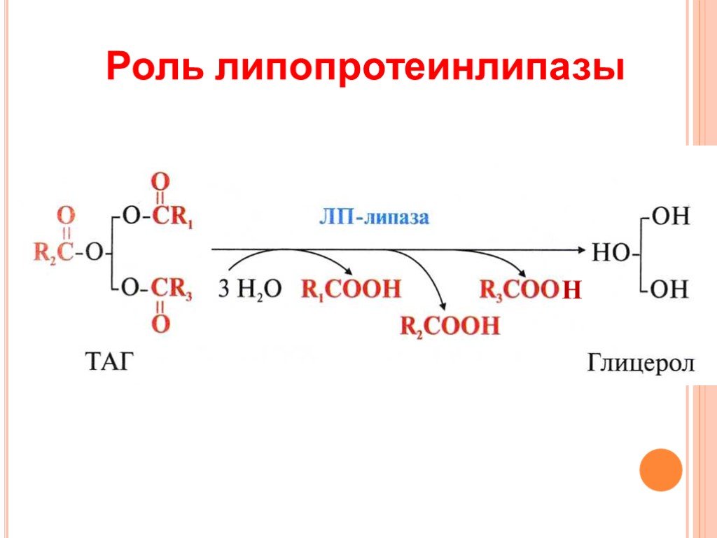 Таг липаза. Реакция которую катализирует липопротеинлипаза. Таг липаза локализация реакции. ЛП липаза реакция. Липопротеинлипаза катализирует реакцию.
