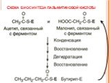Схема биосинтеза пальмитиновой кислоты