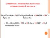 Суммарное уравнение биосинтеза пальмитиновой кислоты