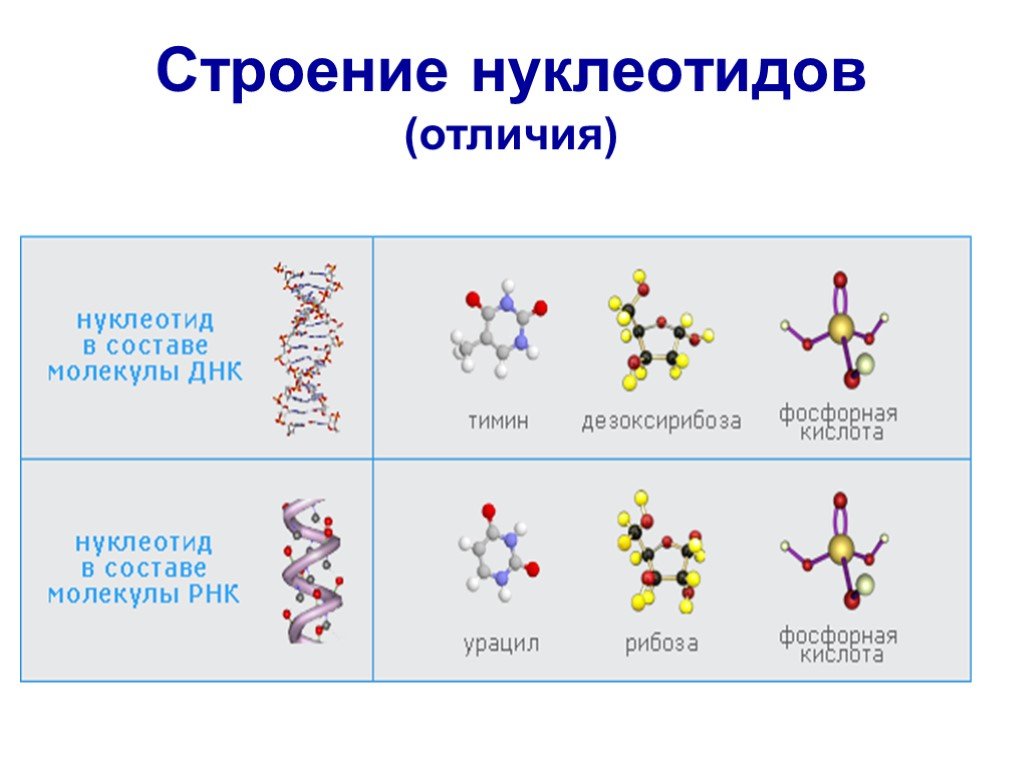 Состав нуклеотида молекулы рнк. Строение ДНК И РНК структура нуклеотида. Схема нуклеотида ДНК И РНК. Схема строения нуклеотида ДНК. Структура нуклеотида ДНК И РНК.