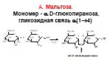 А. Мальтоза. Мономер -  D-глюкопираноза, гликозидная связь (14)