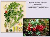 Vaccinum vitis-idaea - Брусника обыкновенная сем. Вересковые - Ericaceae FoliaVitis-idaeae - Брусники листья