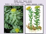 Rhodiola rosea - Родиола розовая сем. Толстянковые - Сrassulaceae Rhodiolae roseae rhizomata et radices - Родиолы корневища и корни