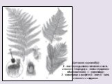 Щитовник мужской (а): б - лист кочедыжника женского и часть сегмента I порядка; в - листья страусника обыкновенного; 1 - корневище; 2 - корневище в разрезе; 3 - лист; 4 - часть сегмента с сорусами