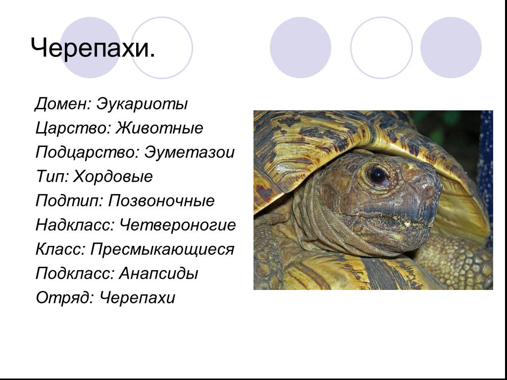 Черепахи 8 класс биология. Класс пресмыкающиеся красноухая черепаха. Черепахи царство Тип класс отряд вид. Красноухая черепаха таксономия. Черепаха отряд семейство.