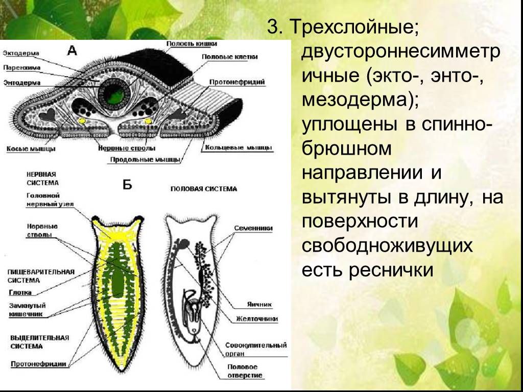 Внутреннее строение плоских. Схема строения плоского червя. Пищеварительная система плоских червей схема. Внутреннее строение плоского червя - планария. Схема внутреннего строения белой планарии.