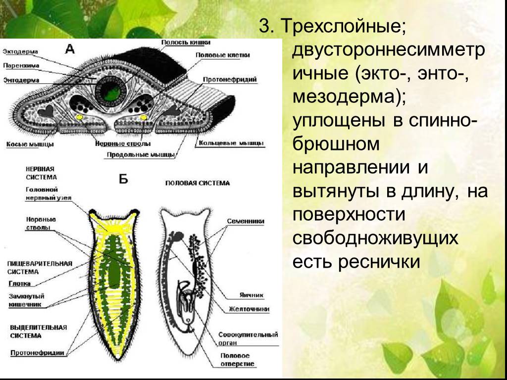 Плоские черви рисунок с подписями