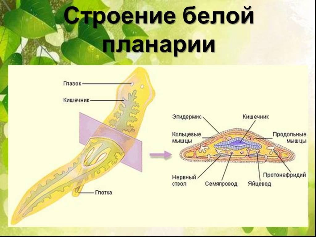 Белая планария тип. Молочная планария внутреннее строение. Плоский червь планария строение. Схема строения планарии. Схема внутреннего строения белой планарии.