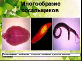 Многообразие сосальщиков. Слева направо: печёночная двуустка, китайская двуустка, японская шистосома