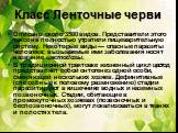 Класс Ленточные черви. Описано около 3500 видов. Представители этого таксона полностью утратили пищеварительную систему. Некоторые виды — опасные паразиты человека; вызываемые ими заболевания носят название цестодозы. В традиционной трактовке жизненный цикл цестод представляет собой онтогенез одной 