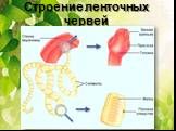 Строение ленточных червей