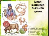 Цикл развития бычьего цепня. 1 – Яйцо цепня 2 – Поедание яиц с травой 3 – Цисты цепня в мышечной ткани 4 – Зараженное мясо 5 – Взрослый цепень 6 – Членик с яйцами