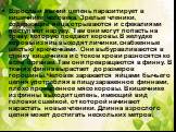 Взрослый бычий цепень паразитирует в кишечнике человека. Зрелые членики, содержащие яйца, отрываются и с фекалиями поступают наружу. Там они могут попасть на траву, которую поедают коровы. В желудке коровы из яиц выходят личинки, снабженные шестью крючочками. Они выбуравливаются в стенку кишечника и