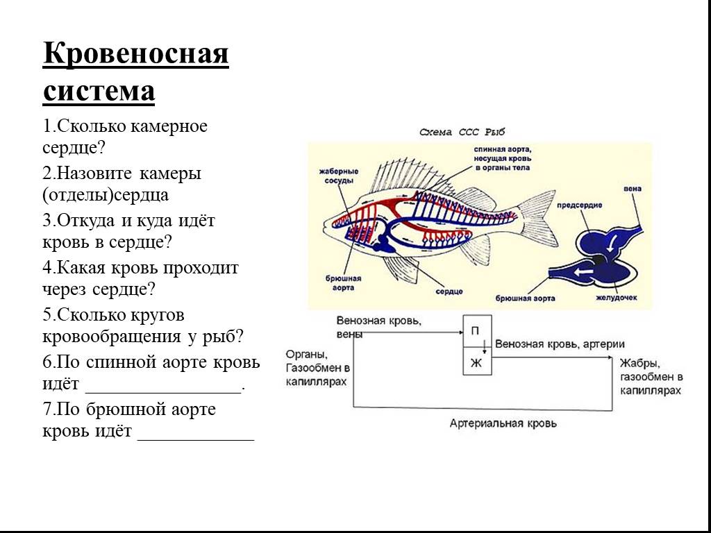 Окунь круги кровообращения. Кровеносная система у рыб система у рыбы. Строение кровеносной системы рыб. Внутреннее строение рыбы система органов. Системы органов рыб пищеварительная система таблица.