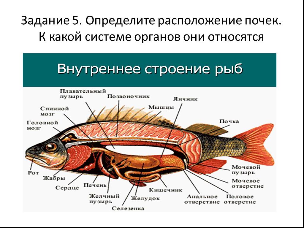 Внутреннее строение щуки. Биология пищеварительная система внутреннего строения рыб. Внутренняя система рыбы биология 7 класс. Внешнее и внутреннее строение рыб. Внутреннее строение рыбы 8 класс биология.