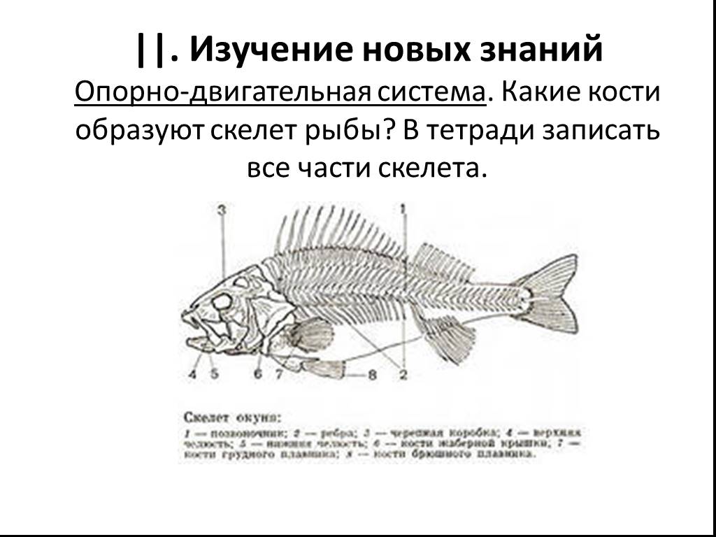 Какая биология изучает рыб. Система органов опорно двигательная система рыб. Строение опорно двигательной системы у рыб. Опорно двигательная система костных рыб. Внутреннее строение рыб опорно двигательная система.