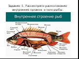 Задание 1. Рассмотрите расположение внутренних органов в теле рыбы.