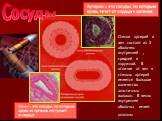 Стенки артерий и вен состоят из 3 оболочек: внутренней , средней и наружной. В отличие от вен в стенках артерий имеется большое количество эластичных волокон. В венах внутренняя оболочка имеет клапаны. Сосуды