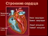 Левое предсердие Правое предсердие. Левый желудочек Правый желудочек. Створчатый клапан. Полулунный клапан. Строение сердца