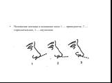 Положение кончика и основания носа: 1 — приподнятое, 2 — горизонтальное, 3 — опущенное
