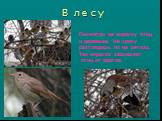 Посмотри на окраску птиц и деревьев. Не сразу разглядишь их на ветках. Так окраска защищает птиц от врагов.