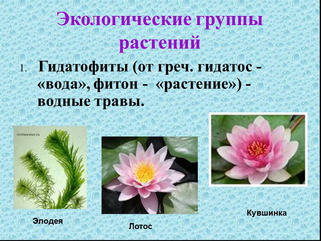 Экологические группы 6 класс биология