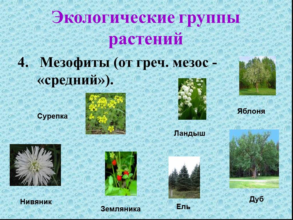 Древесные породы мезофиты средне влаголюбивые это. Растения мезофиты. Мезофиты примеры. Мезофиты примеры растений. Экологические группы растений.