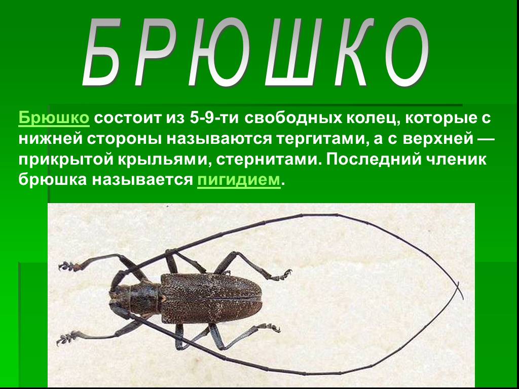 Брюшко. Жуки жесткокрылые среда обитания. Жесткокрылые характеристика. Жесткокрылые Тип развития.