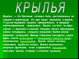 КРЫЛЬЯ. Крылья — это боковые складки тела, расположены на средне-и заднегруди. Их две пары: передние и задние. У жуков передние крылья превратились в твердые хитинизированые надкрылья. Крыло состоит из двух стенок — верхней и нижней. Каждая стенка образована слоем гиподермы, снаружи покрытой более-м