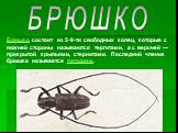 БРЮШКО. Брюшко состоит из 5-9-ти свободных колец, которые с нижней стороны называются тергитами, а с верхней — прикрытой крыльями, стернитами. Последний членик брюшка называется пигидием.