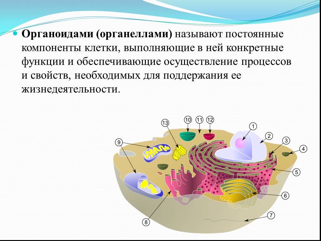 Компоненты клетки. Постоянные компоненты клетки. Органеллы клетки эукариот. Органоиды клетки презентация. Компоненты органеллы.